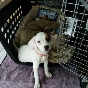 Meet your Posher, Betty